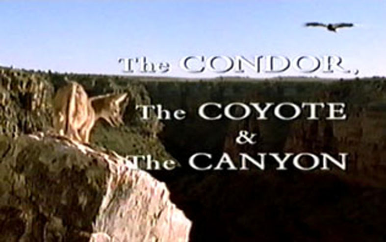 condor,coyote and canyon